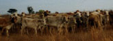 Cattle on Wagiman country